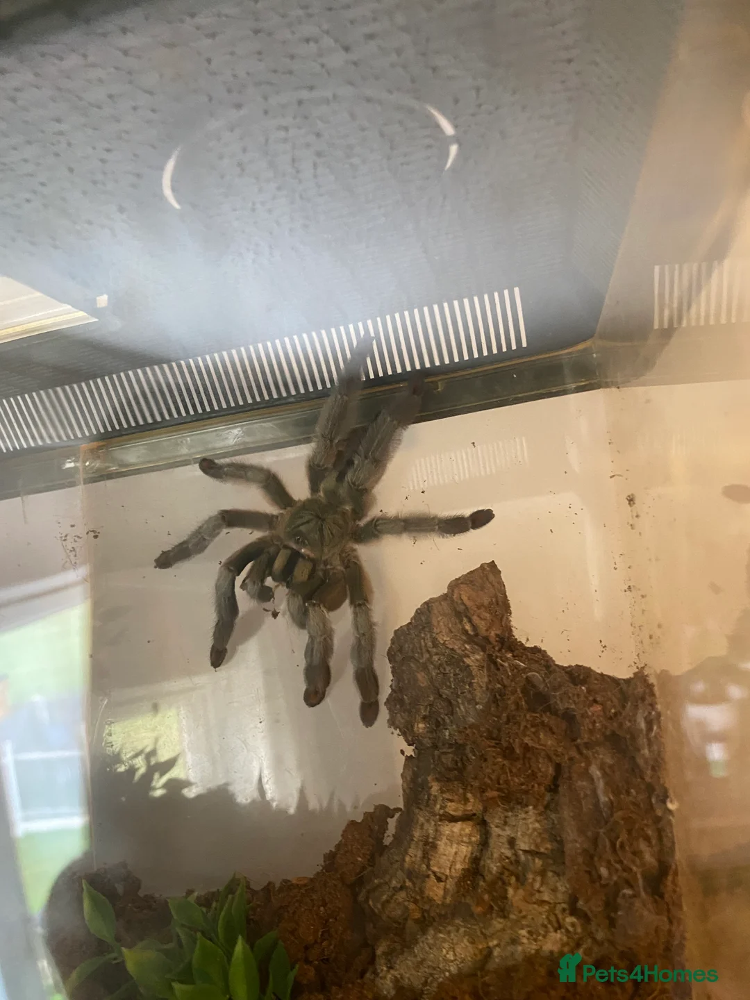 Mixed Breed reptiles for sale: Reptile, invert and amphibian rescue service.  - Advert 17