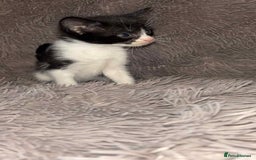 Mixed Breed cats for sale: Beautiful babies  - Image 3
