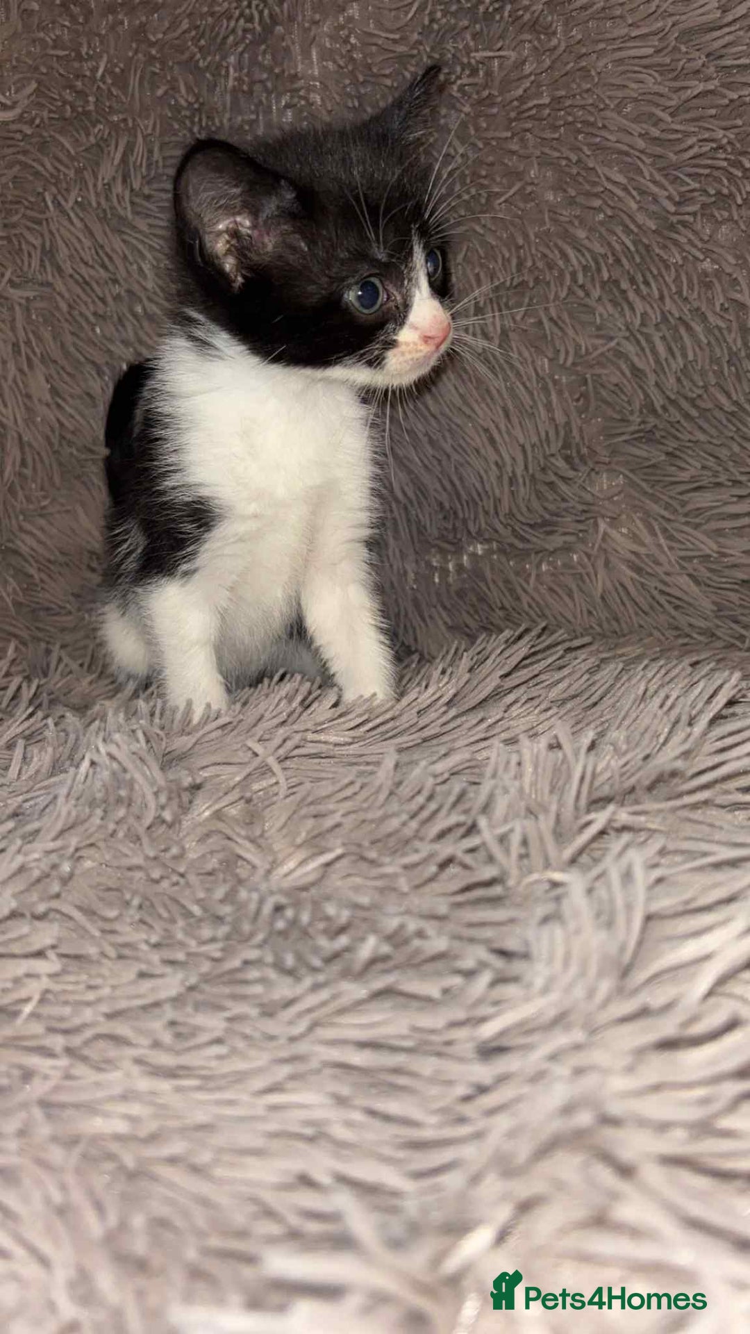 Mixed Breed cats for sale: Beautiful babies  - Image 3