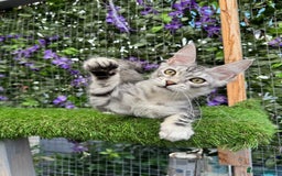 Maine Coon cats for sale: Russian bloodline Maine Coon Kittens 20+Gen! 🏆 - Image 22