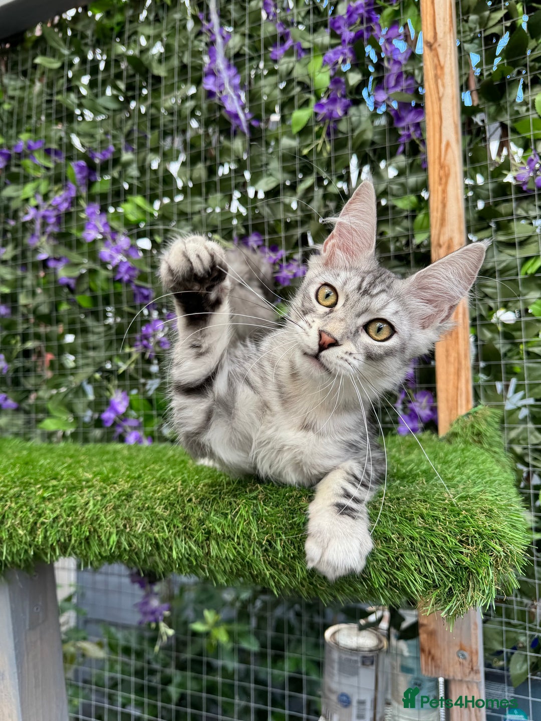 Maine Coon cats for sale: Russian bloodline Maine Coon Kittens 20+Gen! 🏆 - Image 22