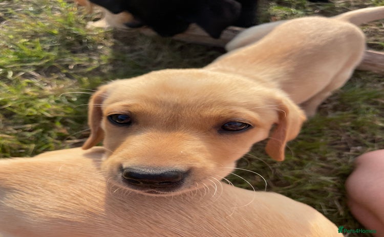 Labrador Retriever dogs - Advert 5
