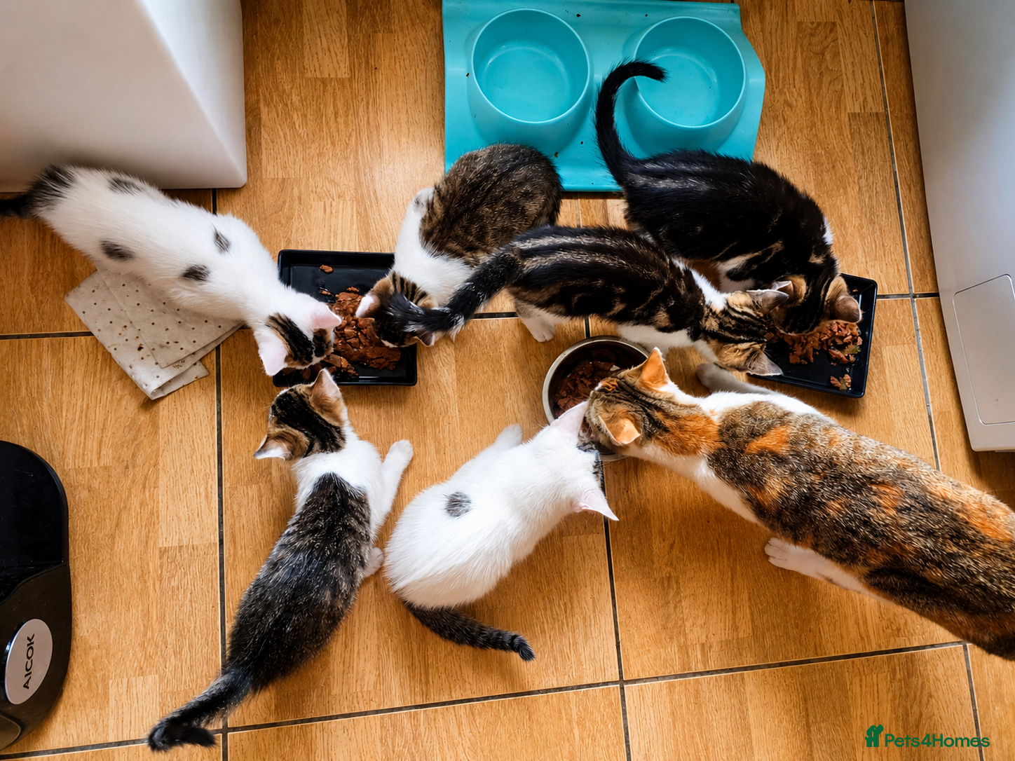 Mixed Breed cats for sale: 5 Beautiful Kittens Who Adore Human Company - Advert 9
