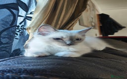 Ragdoll cats for sale: Rag doll kitten  - Image 4