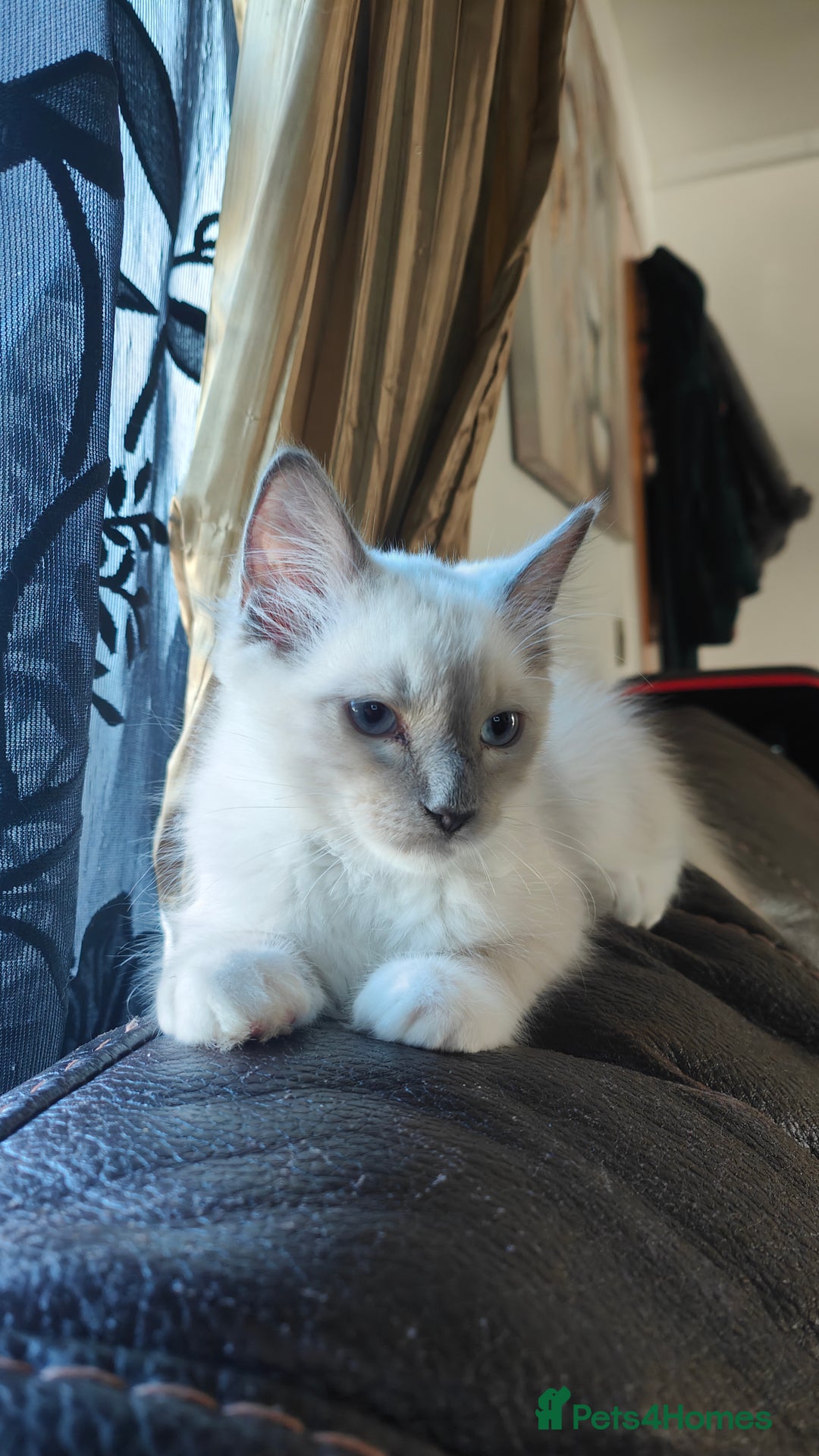 Ragdoll cats for sale: Rag doll kitten  - Image 4
