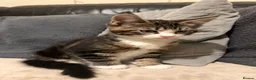 Maine Coon cats for sale: Maine Coon Kittens 🦁🐾 - Advert 7