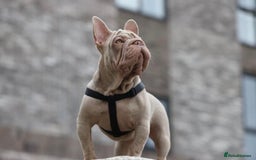 French Bulldog dogs for sale: High DNA French bulldog Male & Females  - Image 14