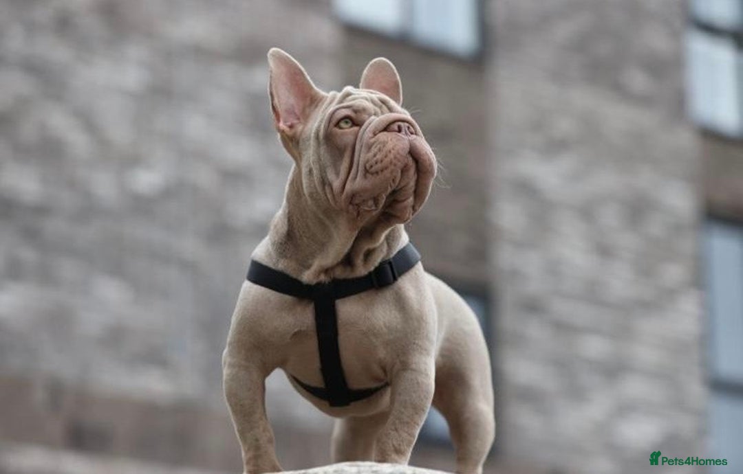 French Bulldog dogs for sale: High DNA French bulldog Male & Females  - Image 14
