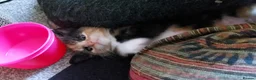 Mixed Breed cats for sale: Kittens looking for there forever homes - Advert 6