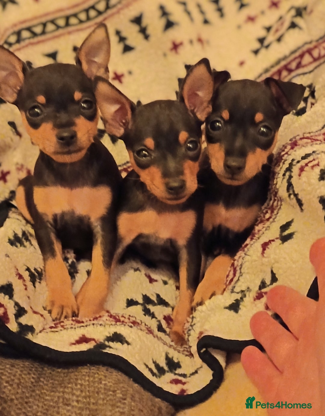 Miniature Pinscher dogs for sale: Beautiful pure bred miniature pinscher puppies  - Advert 1