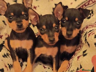 Miniature Pinscher dogs Beautiful pure bred miniature pinscher puppies - Advert 18