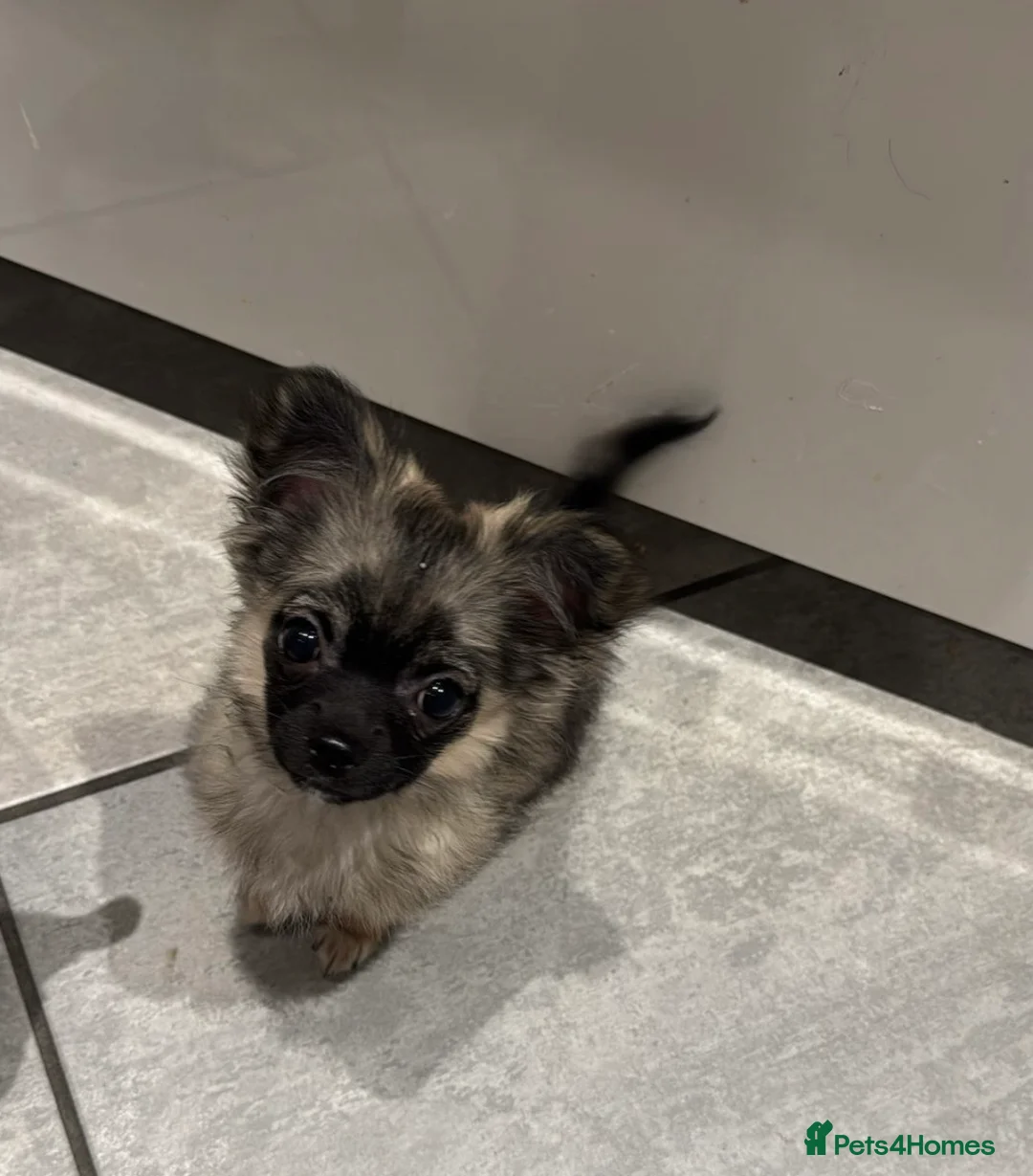 Chihuahua dogs for sale: Beautiful long haired boy - sweet temperament  - Advert 2