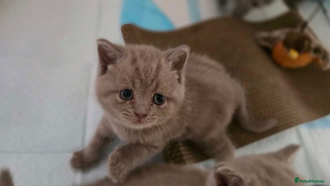 British Shorthair cats for sale: 4 British shorthair kittens in Bingley - Image 2