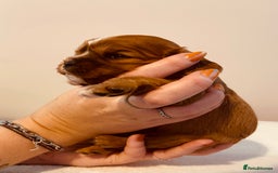 Cavalier King Charles Spaniel dogs for sale: Stunning KC Cavalier King Charles Spaniel Puppies. - Image 25