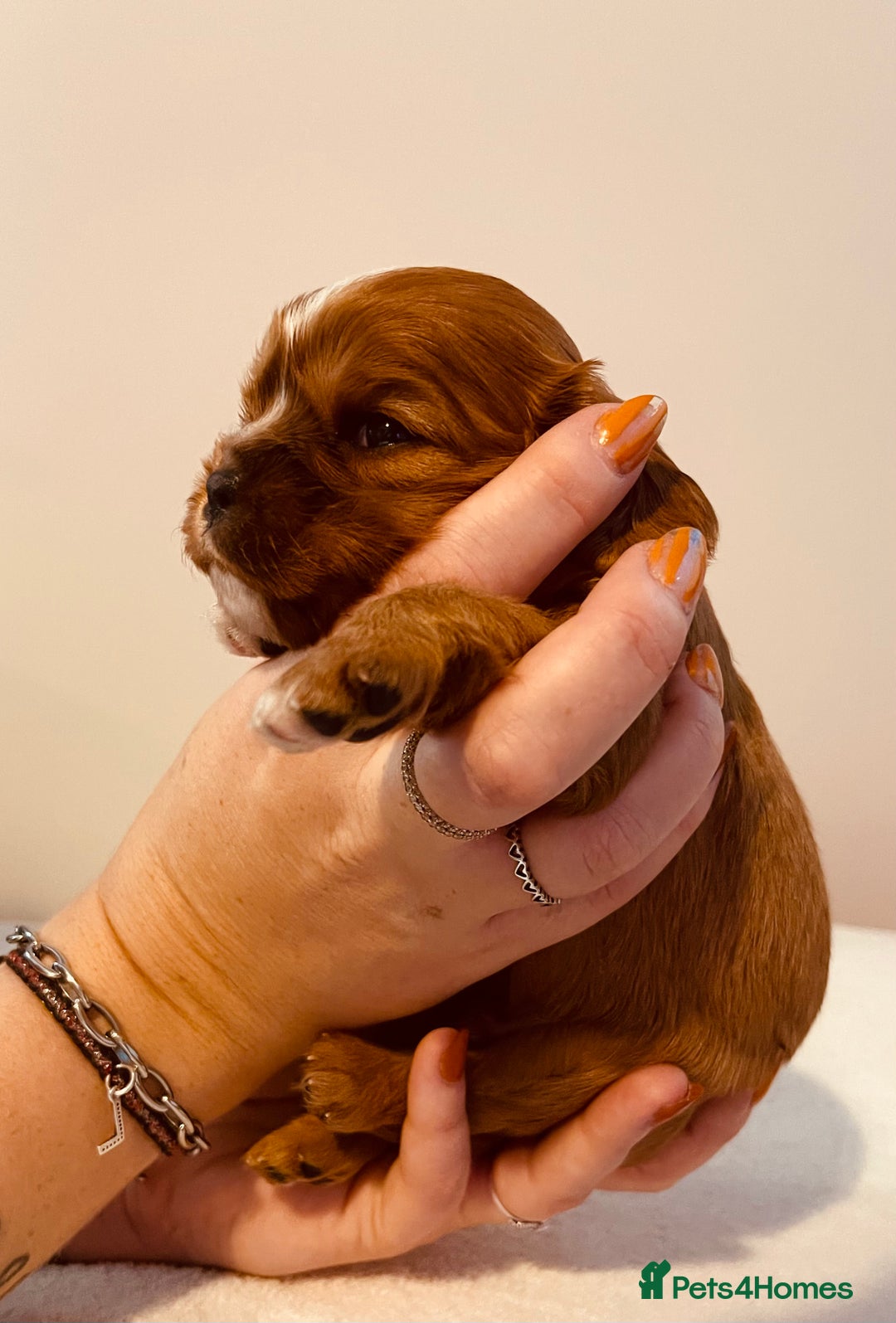Cavalier King Charles Spaniel dogs for sale: Stunning KC Cavalier King Charles Spaniel Puppies. - Image 25