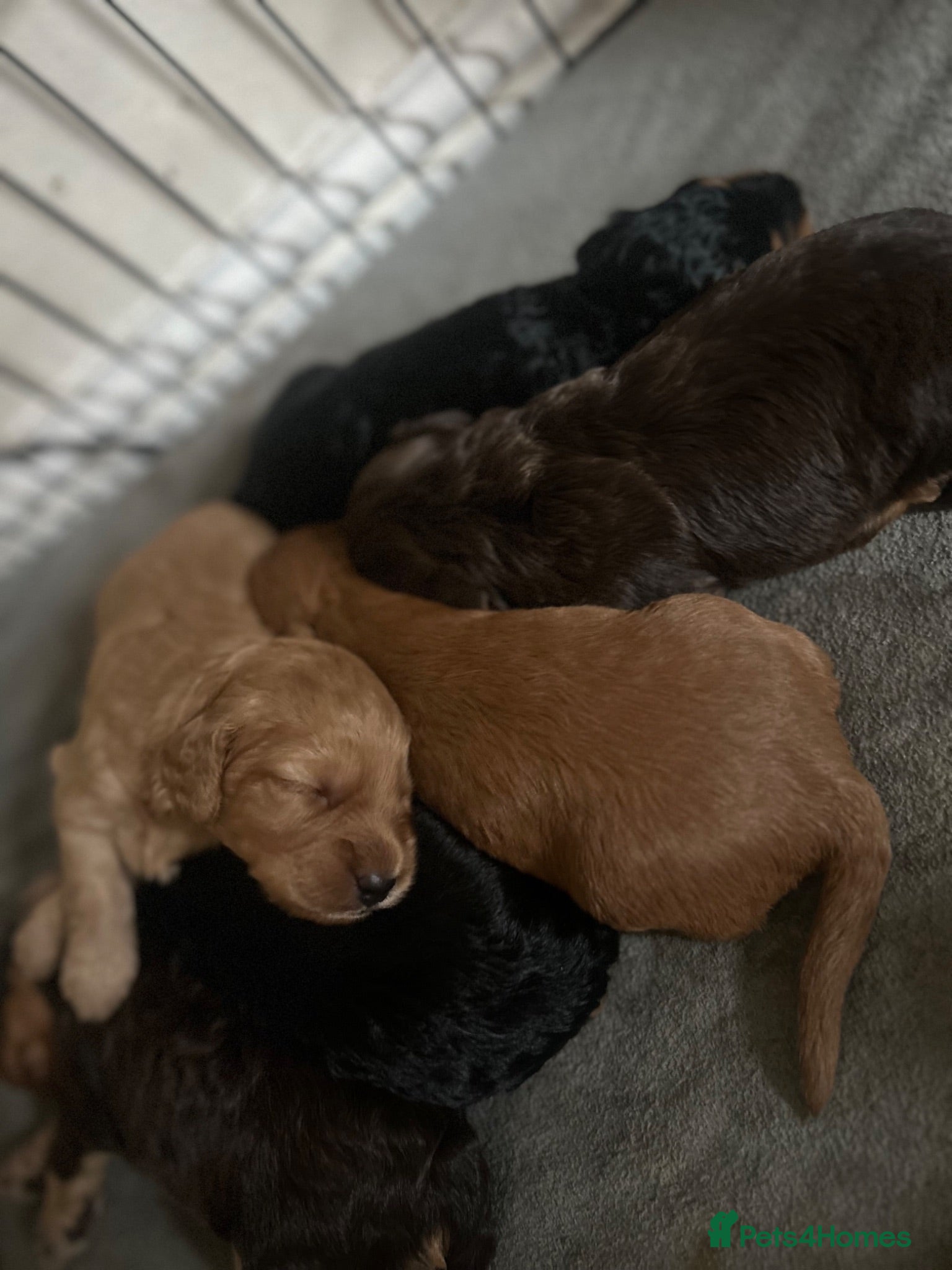 Cockapoo dogs Beautiful F1 Cockapoo Puppies – Ready Soon  £1,200 - Advert 17