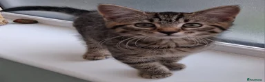 British Shorthair 4