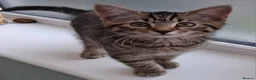 British Shorthair cats for sale: 4 Little Spotty Tigers  - Advert 3