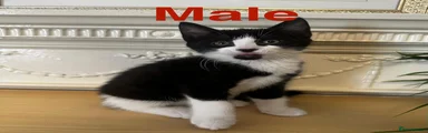 Domestic Shorthair 4