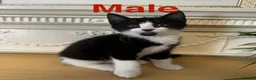 Domestic Shorthair cats for sale: Playful tabbies, ready to leave  - Advert 12