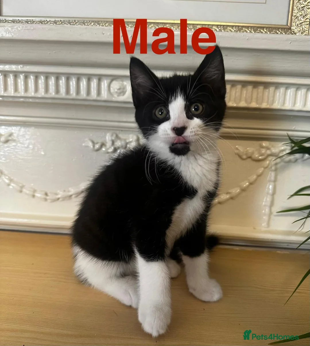 Domestic Shorthair cats for sale: Playful tabbies, ready to leave  - Advert 12