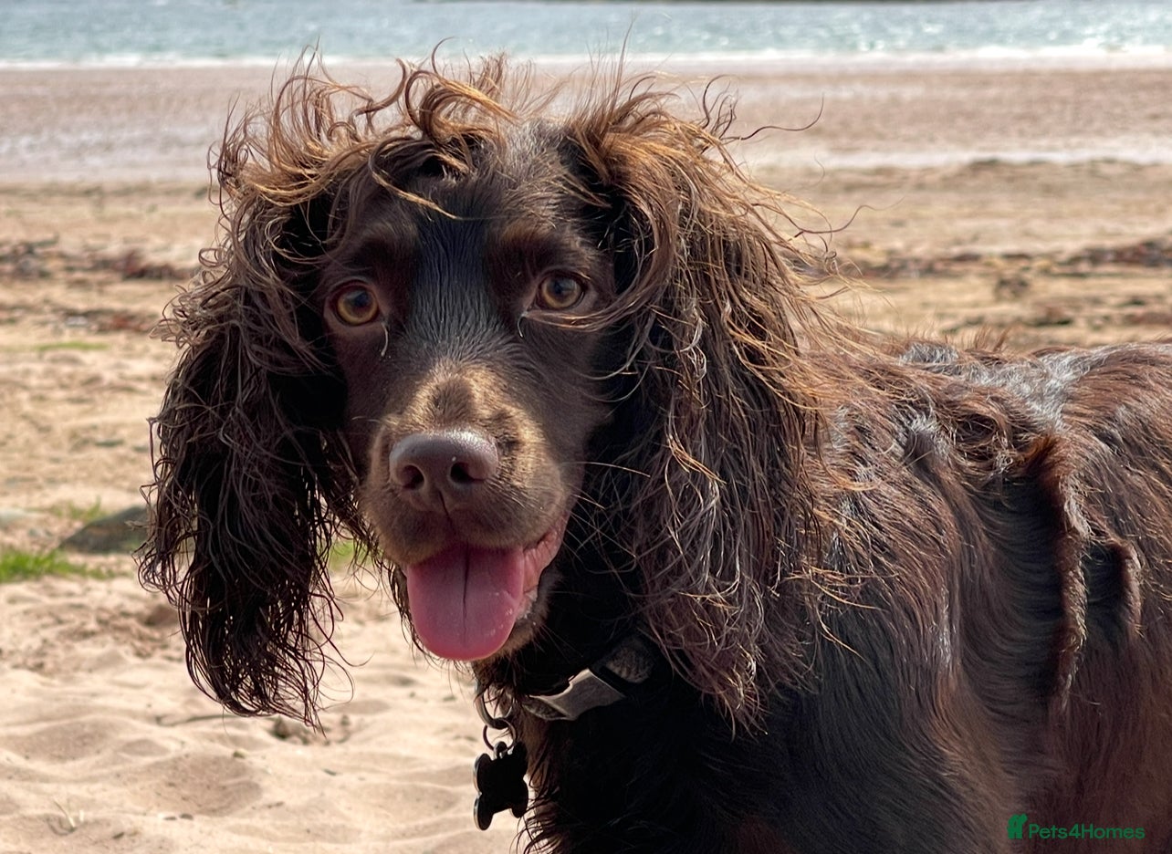 Cocker Spaniel dogs Working cocker spaniels - Advert 4