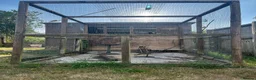 Finches birds for sale: Finches and x2 Quail - Advert 3