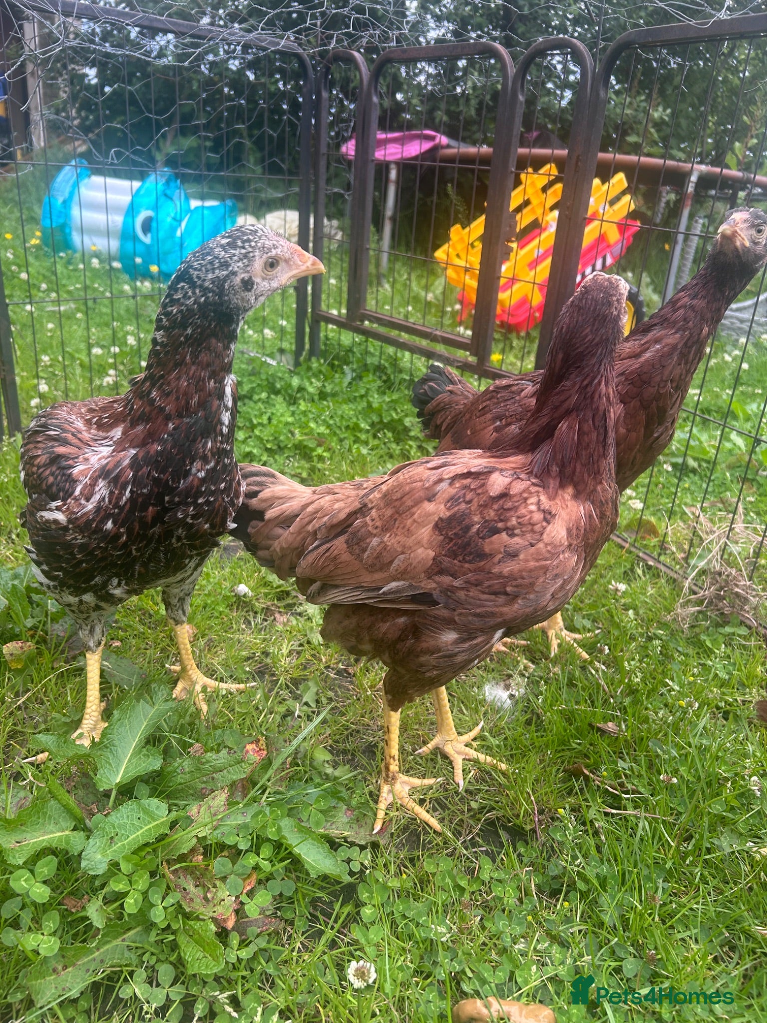 Chickens poultry Asil pullets born end of January  - Advert 1