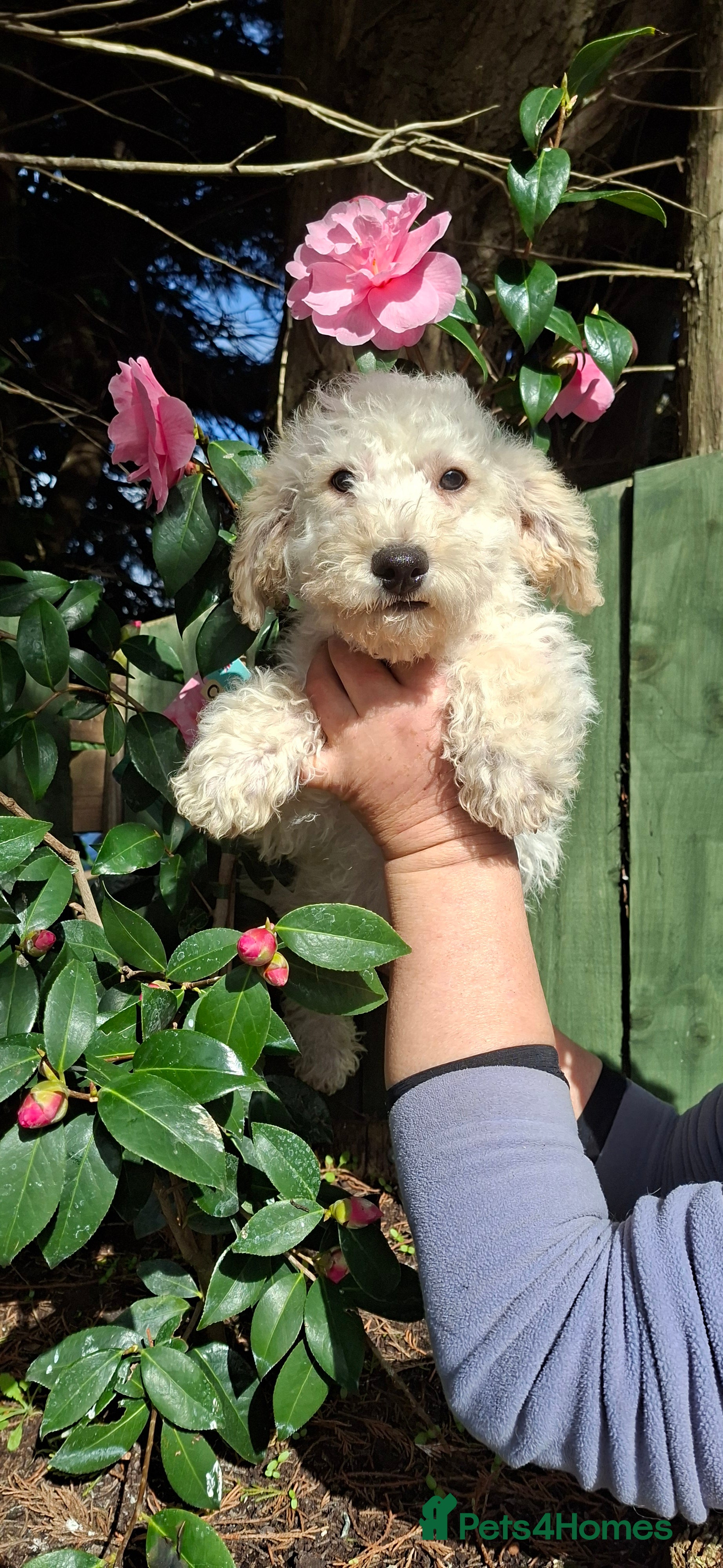 Poochon dogs Beautiful mini poodle x bichon frise puppies - Advert 1