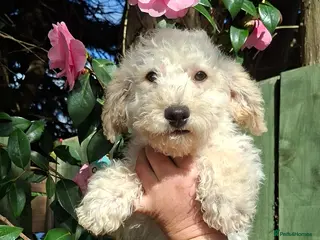 Poochon dogs Beautiful mini poodle x bichon frise puppies - Advert 3