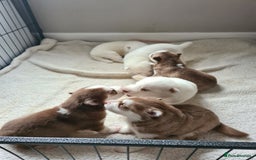 Siberian Husky dogs for sale: Husky puppies - Image 4