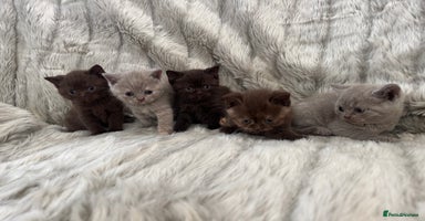 British Shorthair cats - Advert 7