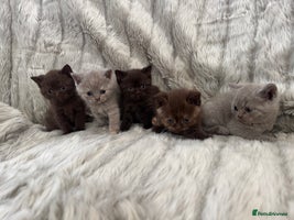 British Shorthair cats - Advert 7