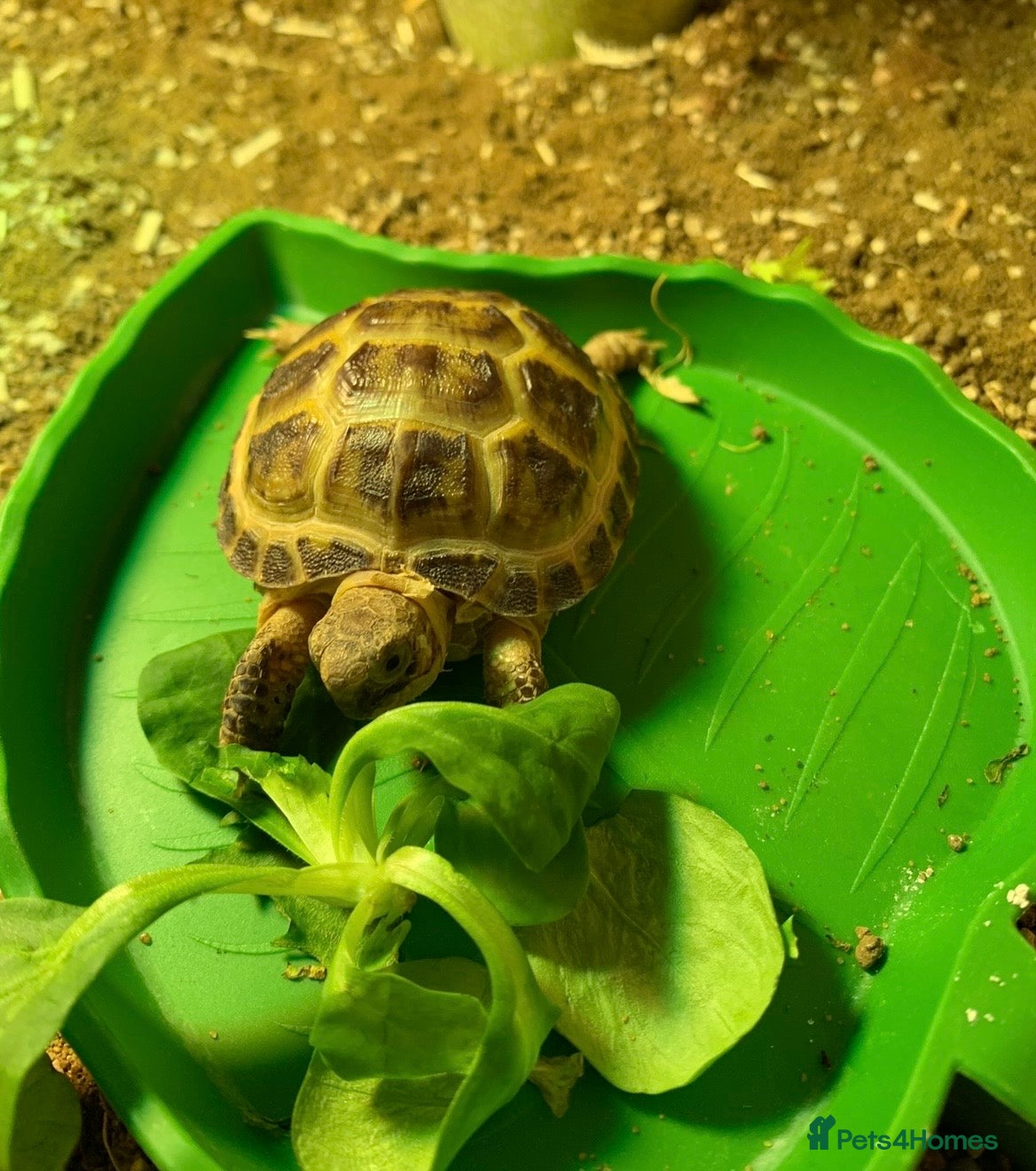 Tortoise reptiles Hermann Tortoise with enclosure & accessories  - Advert 1