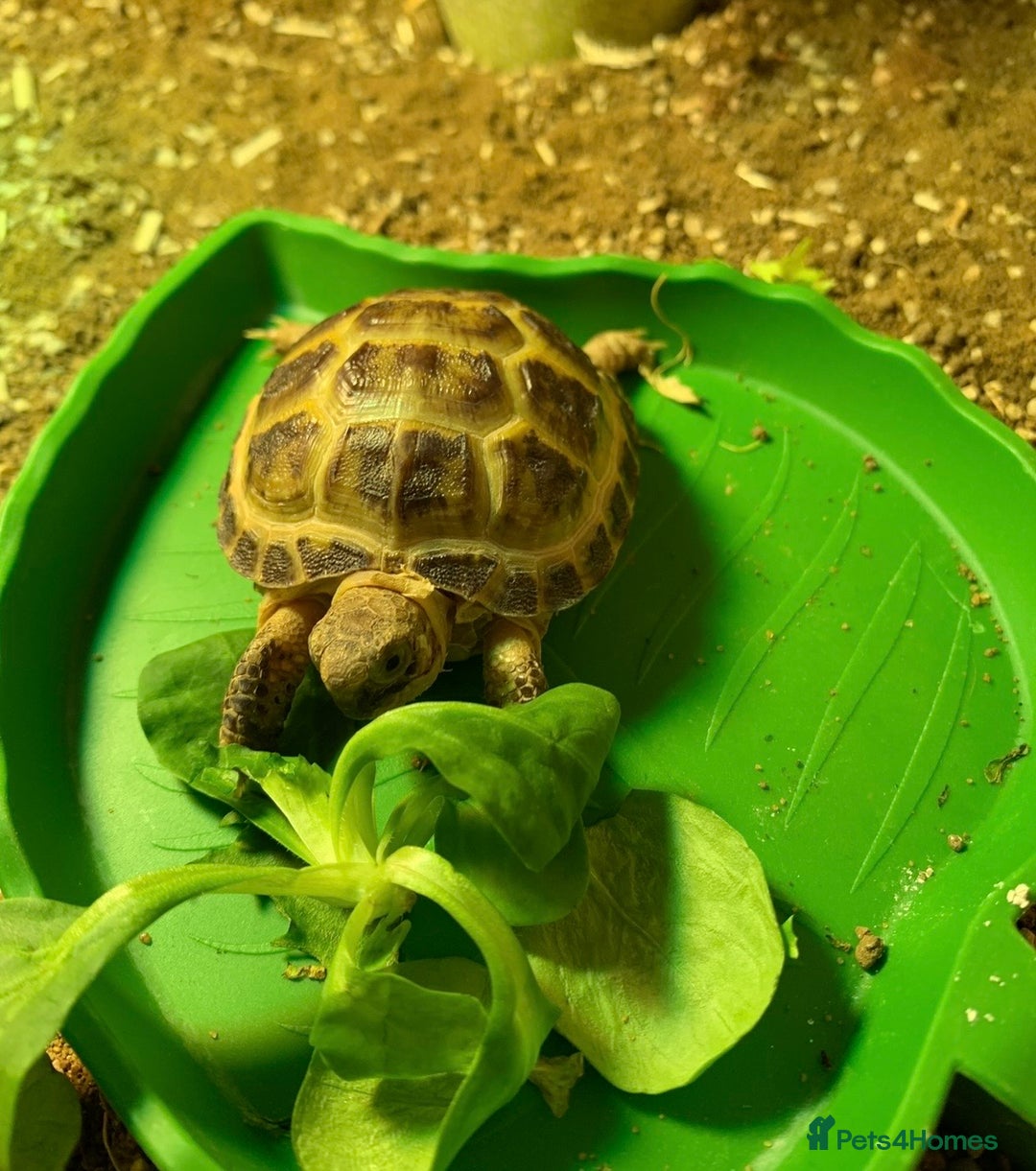 Tortoise reptiles for sale: Hermann Tortoise with enclosure & accessories  - Advert 1