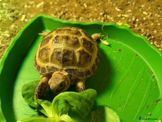 Tortoise reptiles Hermann Tortoise with enclosure & accessories - Advert 2