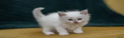 Ragdoll cats for sale: Beautiful Ragdoll Kittens Looking for Loving Home - Advert 12
