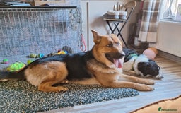 German Shepherd dogs for sale: 2 yr old male German shepherd  - Image 14