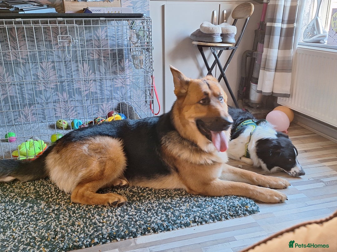 German Shepherd dogs for sale: 2 yr old male German shepherd  - Image 14