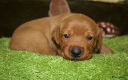 Labrador Retriever dogs for sale: 🐾 KC Registered Fox Red Lab Puppies 🐾 - Image 36