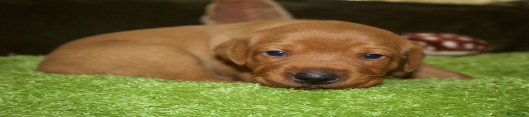 Labrador Retriever Puppy 6