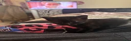 Domestic Shorthair cats for sale: 6 Curious Loving Domestic Shorthair Kittens - Advert 3