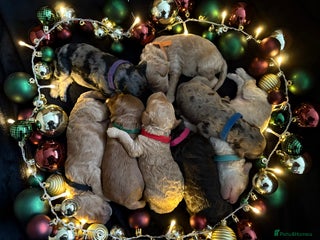 Cockapoo dogs 🎅🏻 S4nta’s Little Cockapoos - Advert 1