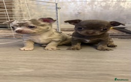 Chihuahua dogs for sale: Small Lilac Chihuahua looking for forever home - Image 9