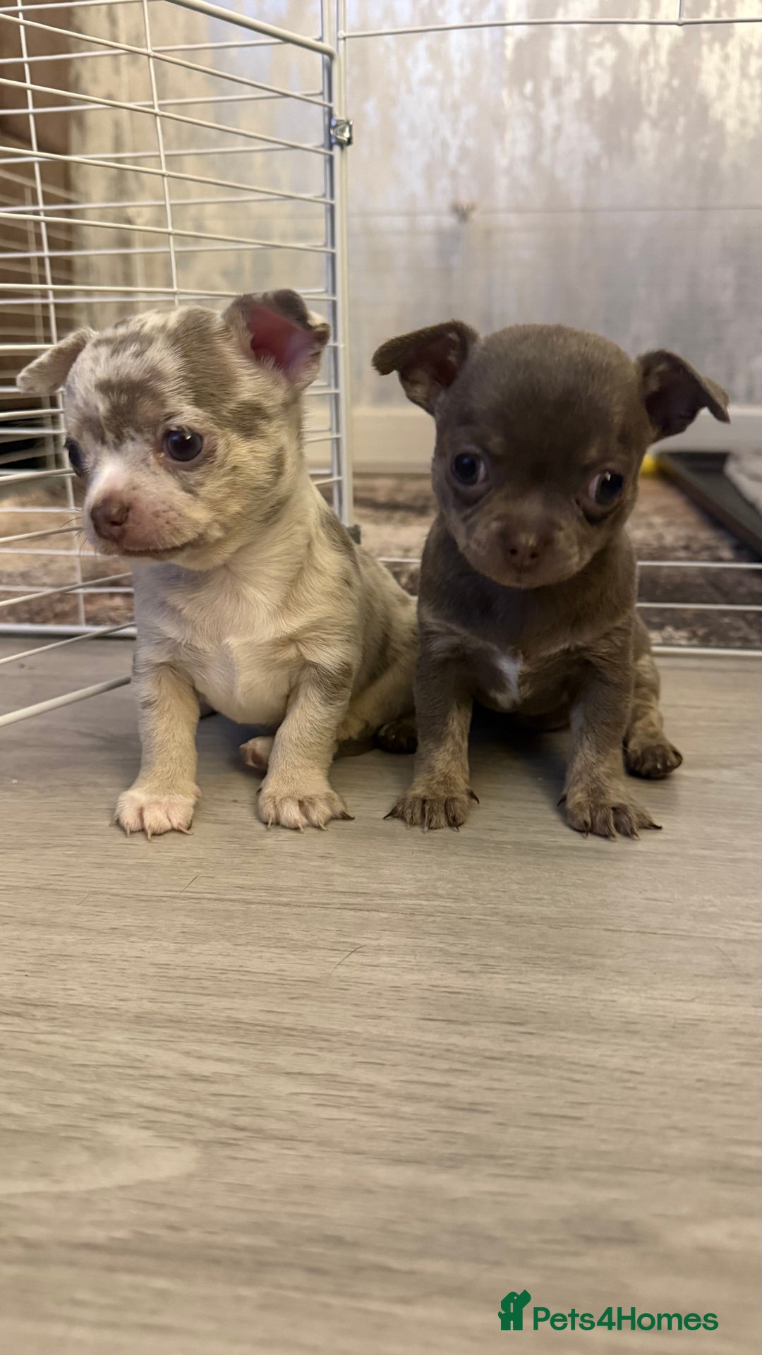 Chihuahua dogs for sale: Small Lilac Chihuahua looking for forever home - Image 9