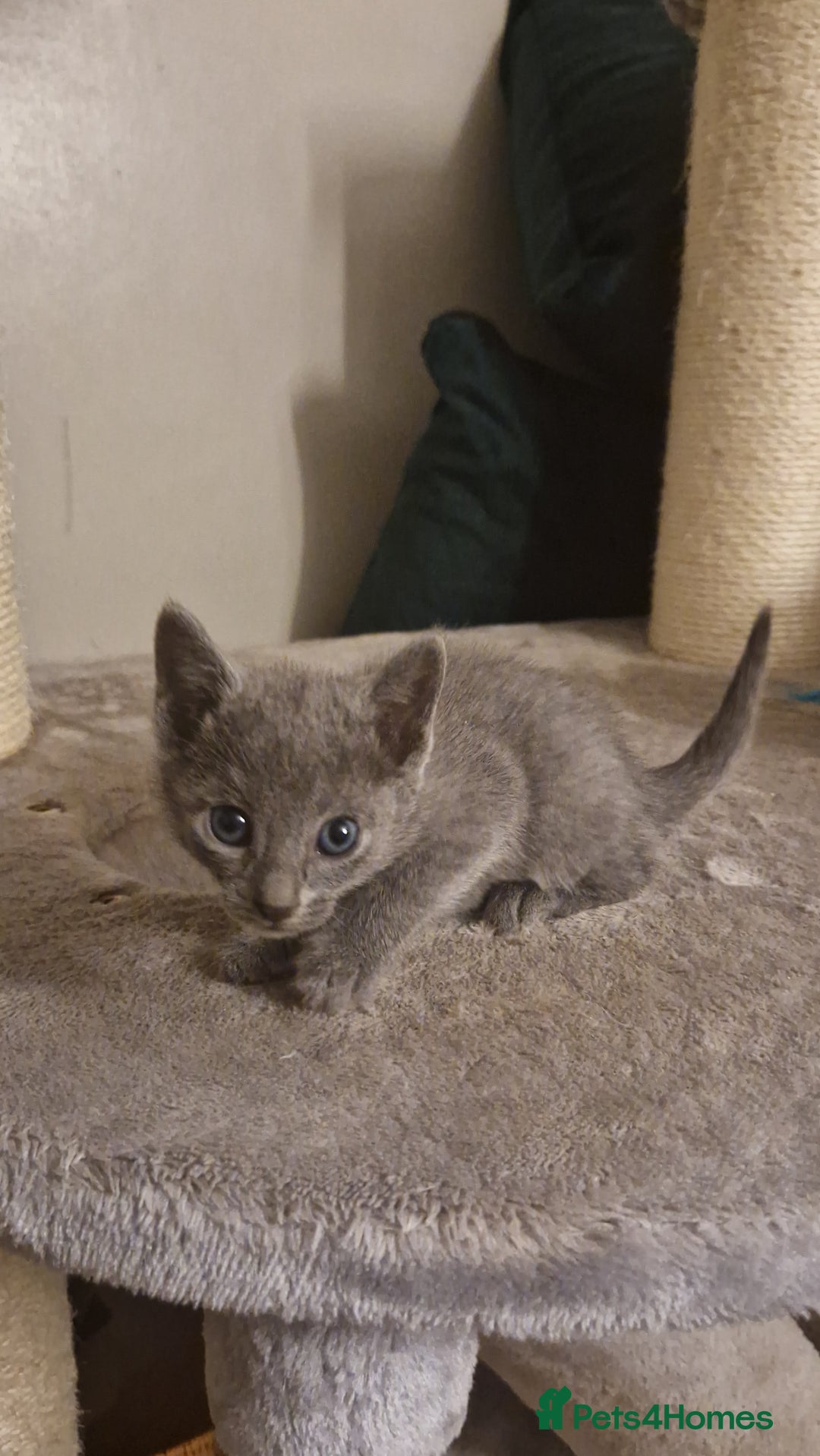 Russian Blue cats for sale: Amazing Russian Blue kittens 💙 - Advert 14