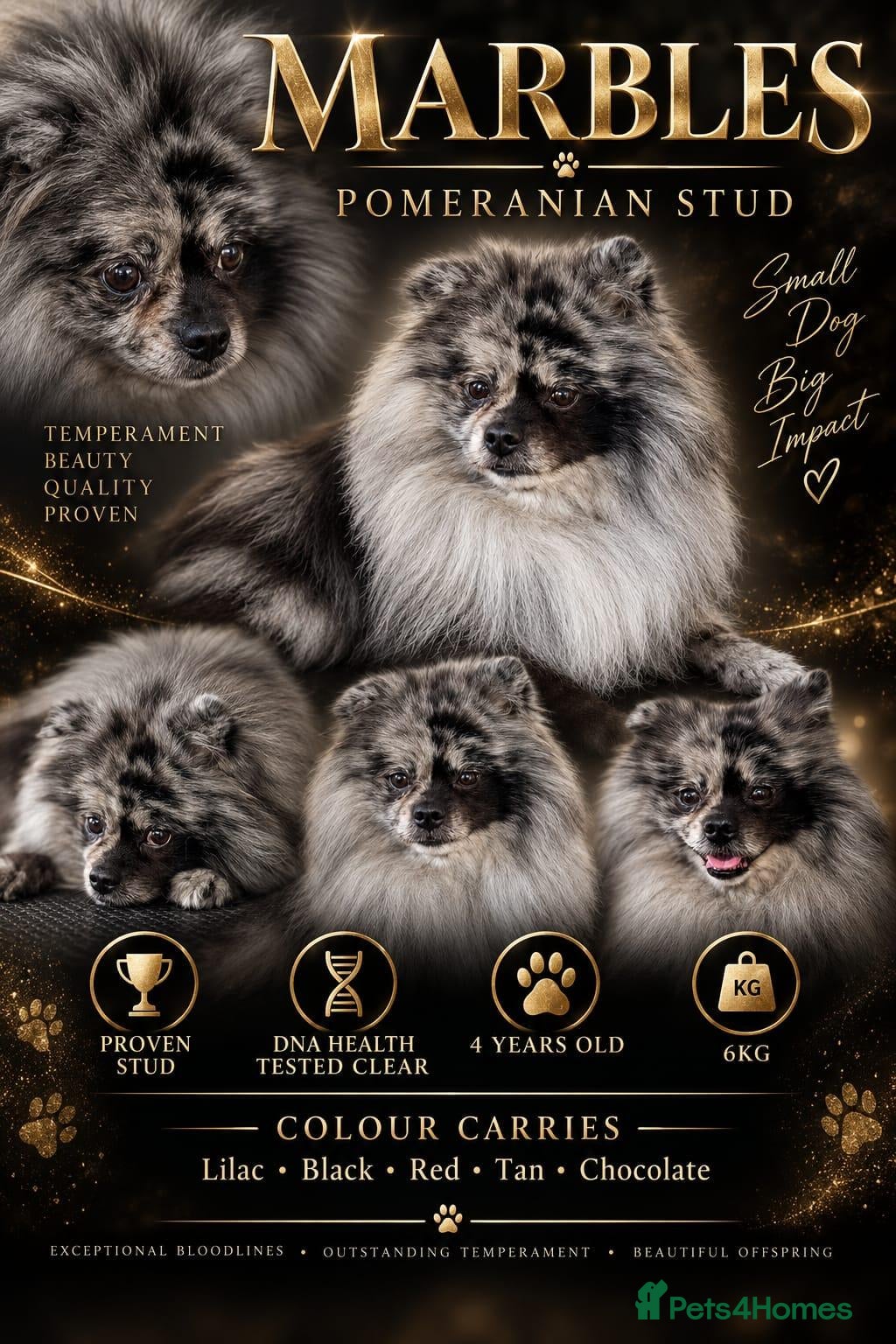 Pomeranian dogs Beautiful silver/blue merle pom for stud - Advert 1