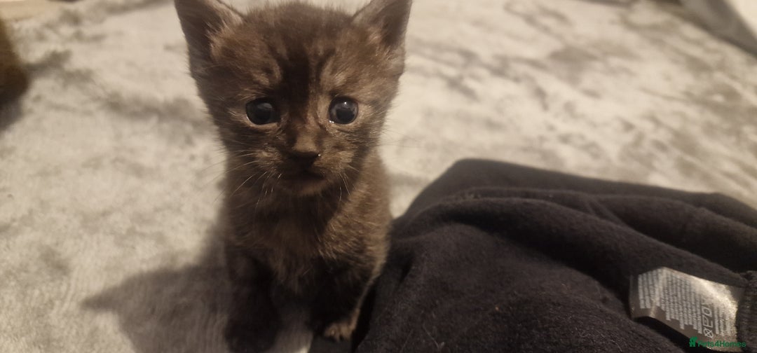 Mixed Breed cats for sale: Chartreux kittens - Advert 9