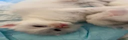Ragdoll cats for sale: 🌟 Stunning Ragdoll Kittens – Little Angels  🌟 - Advert 12