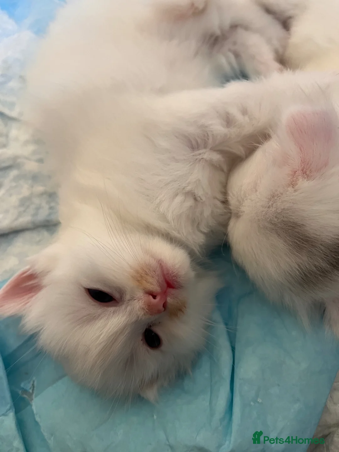 Ragdoll cats for sale: 🌟 Stunning Ragdoll Kittens – Little Angels  🌟 - Advert 12